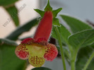 Kohleria Ragna