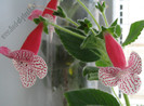 Kohleria Nasca