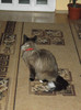 Picture 066