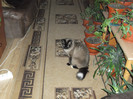 Picture 069