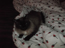 Picture 094
