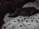 Picture 096