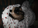 Picture 097