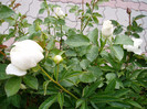 P1010057