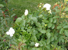 P1010058