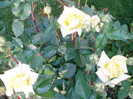 P1010061