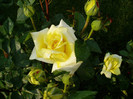 Landora/ sunblest