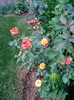 P1010068