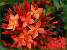 ixora