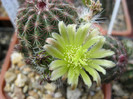 E. viridiflorus