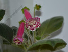 Kohleria Grace