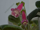 Kohleria Grace