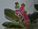 Kohleria Grace
