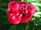 Lactiflora "Rubra Plena", 12.05.2012