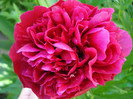 DSC09005
