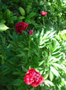 DSC09003