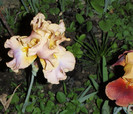 iris cu floare blonda-creata