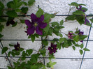 clematis