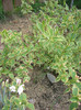 Weigela variegata