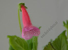 Kohleria Laura