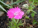 Dianthus Kahori (2012, May 13)