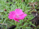 Dianthus Kahori (2012, May 13)