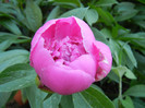 Peony. Bujor (2012, May 12)