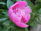 Peony. Bujor (2012, May 12)
