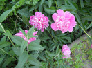 Peonies. Bujori (2012, May 12)