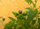 DSCN5063