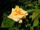 DSCN5072