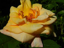 DSCN5074
