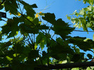 DSCN5077