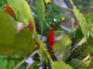 DSCN5078
