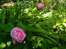 DSCN5089
