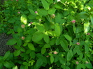 DSCN5090