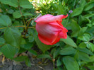 DSCN5091