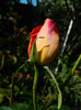 DSCN5104