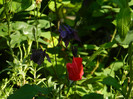 DSCN5109