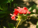 DSCN5111