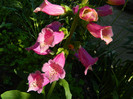 DSCN5112