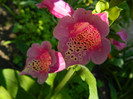 DSCN5114