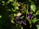 DSCN5117