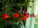 DSCN5132