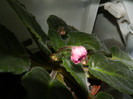 DSCN5145