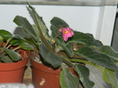 DSCN5166