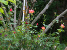 DSCN5175