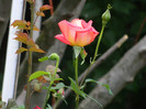 DSCN5176