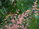 DSCN5177