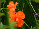 DSCN5189